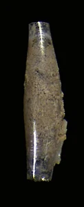 CADULUS SUBFUSIFORMIS UNCOMMON - Bild 1 von 1