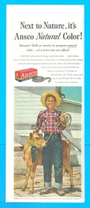 1951 ANSCO color camera film PRINT AD blue ribbon winner cow calf barnyard farm - Picture 1 of 3