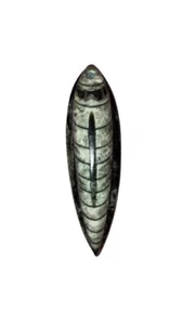 Orthoceras Fossil 4" Drilled Necklace Pendant Metaphysical Chakra Healing - Picture 1 of 11