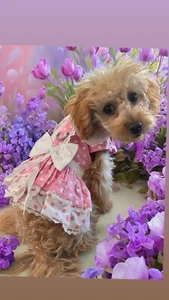 Pink Polka Dot-Spring Harness Dress with Matching Leash - Picture 1 of 6