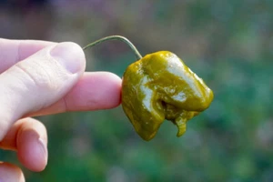 10 SEMI PEPERONCINO PEPPER X UNOFFICIAL WORLD HOTTEST PEPPER 3.180.000 SHU + GIF - Imagen 1 de 2