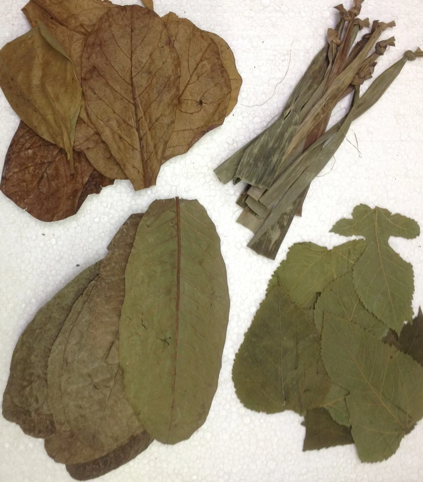 CATAPPA-LEAVES Bananen- Guaven- Maulbeer- und SeemandelbaumblätterSet für Garnelen, Krebse & Co