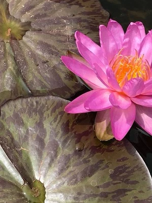 Siam Purple 2 Hardy Water Lily Mature Blooming Size Many Pads - Image 1 of 4