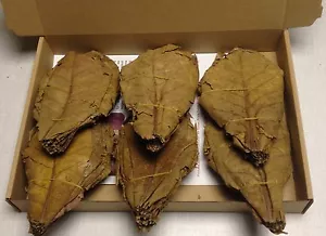 top-sparaktion 100 Stück 150 gramm) ~ 20cm Hojas del almendro MALABAR catappa - Bild 1 von 1