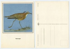 116850 - Rennvogel - alte Künstlerkarte - Bild 1 von 1