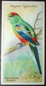 MULGA PARROT Vintage 1908 Illustrated Card EE05M - Picture 1 of 2
