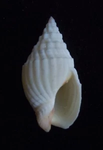 seashell Phos textum 17/19 mm F+++ - Picture 1 of 3