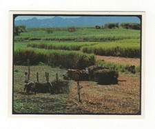 Sanitarium New Zealand Cereal Card. Fiji, Sugar Cane Cutting