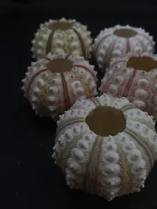 5 x large PINK thai sputnik sea urchins. Air plant art collectable sea shell - Picture 1 of 4