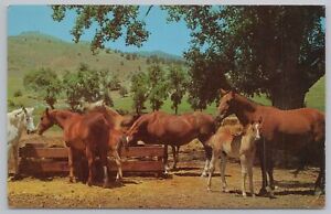 Animal~Spring Scene at Ranch~Horses & Young Eating Hay~Vintage Postcard