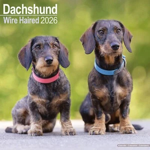 Wirehaired Dachshund 2026 Calendar | Dog Breed Gift Wall 15% OFF MULTI ORDERS - Picture 1 of 8