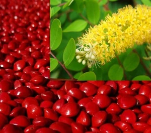 Adenanthera Pavonina 10 Seeds, Red Sandalwood, Jewelry Beads and Saga Coral Tree - Picture 1 of 5