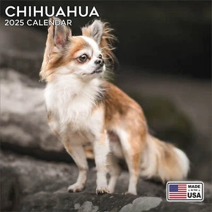 Chihuahua Calendar 2025 - Dog Breed Wall Calendar - Made in the USA! - Picture 1 of 8