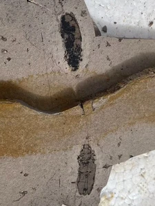 Ein Paar exquisite Insektenfossilien aus der Jura Daohugou Zeit !!! - Bild 1 von 1
