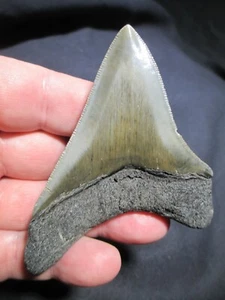 3-5/8 Inch MEGALODON SHARK TOOTH Fossil Fish Teeth SC South Carolina TOP QUALITY - Picture 1 of 12