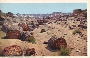 The Petrified Forest , Near Adamana, Arizona Fred Harvey Phostint Postcard - Picture 1 of 2