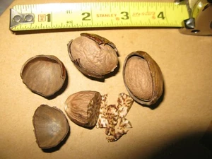 Hawaii-Grown Whole Nutmeg Spice (Myristica fragrans) In-shell, Unprocessed - Picture 1 of 6