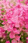 50 'ROSA Eisbecher' Clary SAGE / SALVIA Viridis Horminum Kräuter Blumensamen
