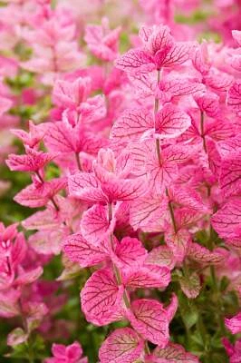 50 'PINK Sundae' Clary SAGE / SALVIA Viridis Horminum Herb Flower Seeds - Image 1 of 4