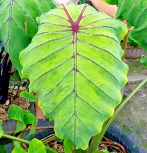 Colocasia Cleopatra esculenta especie Nueva HB oreja de elefante libre Phyto Cert - Imagen 1 de 9