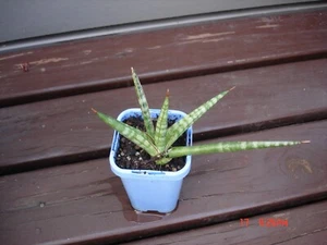 SANSEVIERIA CYLINDRICA ' BONCEL' - Picture 1 of 4