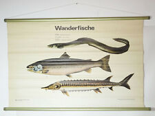 Vintage Rollkarte Wanderfische Aal Lachs Stör Lehrkarte Wandtafel DDR deko (23