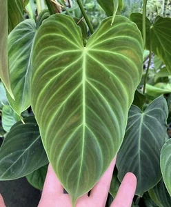 philodendron melanochrysum - Picture 1 of 2