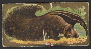 KINNEY - ANIMALS - ANT LION - Picture 1 of 2