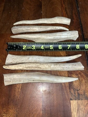 Antler Dog Chew - Medium (6-8”) - Image 1 of 4