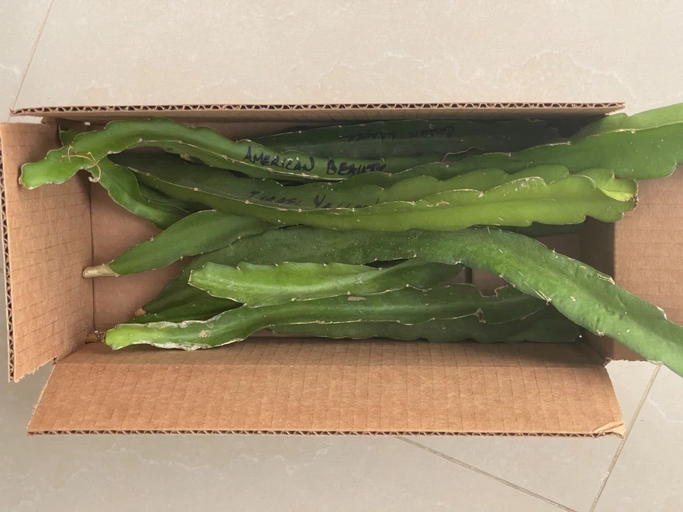 10x Dragon Fruit Fresh cuttings 8-10 inches long Mixed varieties Purple White - Image 1 of 1