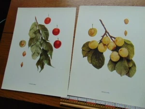 Five 1911 Plum prints- very good condition - Picture 1 of 3