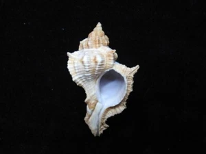 Muschel Siratus senagalensis 55,8mm ID#7879 - Bild 1 von 3