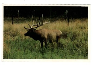 Postal WY Elk Western United States Wyoming Wildlife - Imagen 1 de 2