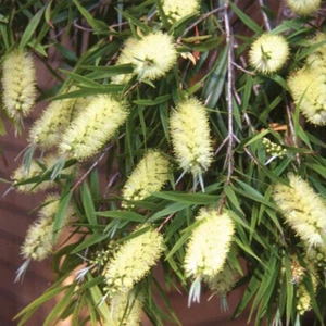 Callistemon sieberi Widdicombe Gem - Bottle Brush - Plant in 2 L Pot - Picture 1 of 4