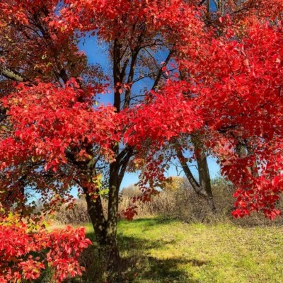 AMDGARDEN Nyssa Sylvatica TUPELO NERO GOMMA NERA foglie ROSSE in vaso 16/18 cm FOTO REALE