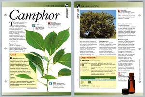 Camphor - Directory - Secret World Of Herbs Fact File Card - Picture 1 of 1