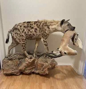 Spotted Hyena Life-Size Taxidermy African Safari With Prey - Picture 1 of 13