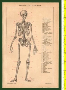 #46427 Griechenland 1890er Jahre. Skelett. Gravur Schriftbild, aus einem beschädigten Buch - Bild 1 von 1