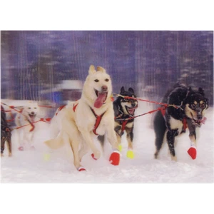 Tarjeta de felicitación postal lenticular 3D Sled Dogs 2 - NUEVA - Imagen 1 de 1