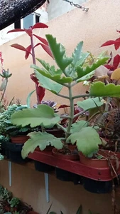 Kalanchoe beharensis OAK LEAF planta 8 cms suculentas crasas - Imagen 1 de 1