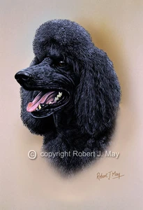 Poodle Print by Robert J. May - Bild 1 von 1