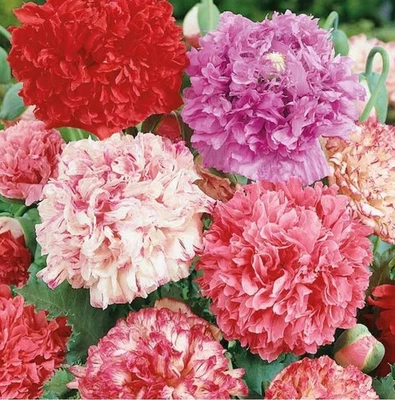 400 + пион мак двойной смесь семян ** свежие семена ** ~ Бесплатная доставка ~ ~ - Изображение 1 из 3