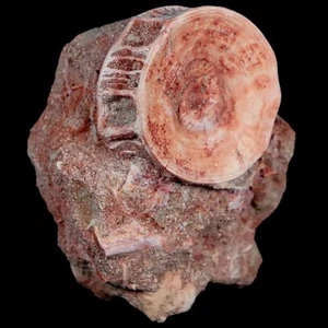 39 mm Otodus Obliquus Hai Wirbel fossiler Knochen in Matrix Marokko COA - Bild 1 von 9