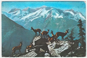 EINE GRUPPE GAMS IN DEN ALPEN - SILBERKARTE -32983- - Bild 1 von 1