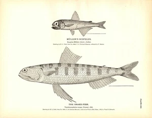 Rare 1884 Antique Fish Print Engraving ~ Muller's Scopelus & The Snakefish - Picture 1 of 1