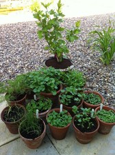 COMPLETE HERB SEED COLLECTION  10 Individual Packets of Quality Herb Seeds 003
