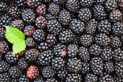 Organic Blackberry, 250+ seeds , Non-GMO, Healthy Garden Fruit - Image 1 of 4