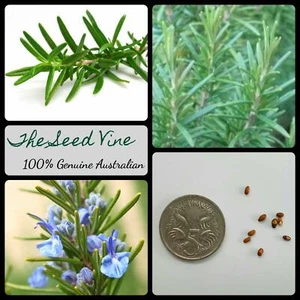 20+ ROSEMARY SEEDS ORGANIC (Rosmarinus officinalis) Heirloom Medicinal NON GMO - Picture 1 of 4