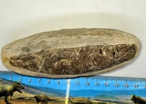 Racholepis Brazilian Fossil Fish Ultra Rare Cretaceous 110 million years old - Picture 1 of 3