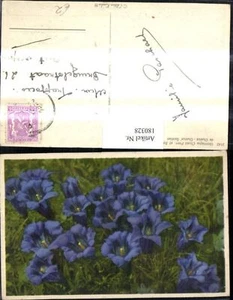 180328,Blumen Enzian Alpenflora  - Picture 1 of 1